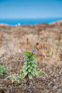 Plancia ëd Echium rosulatum subsp. davaei (Rouy) Coutinho