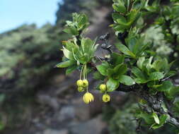 Imagem de Berberis morrisonensis Hayata