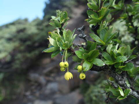 Image de Berberis morrisonensis Hayata