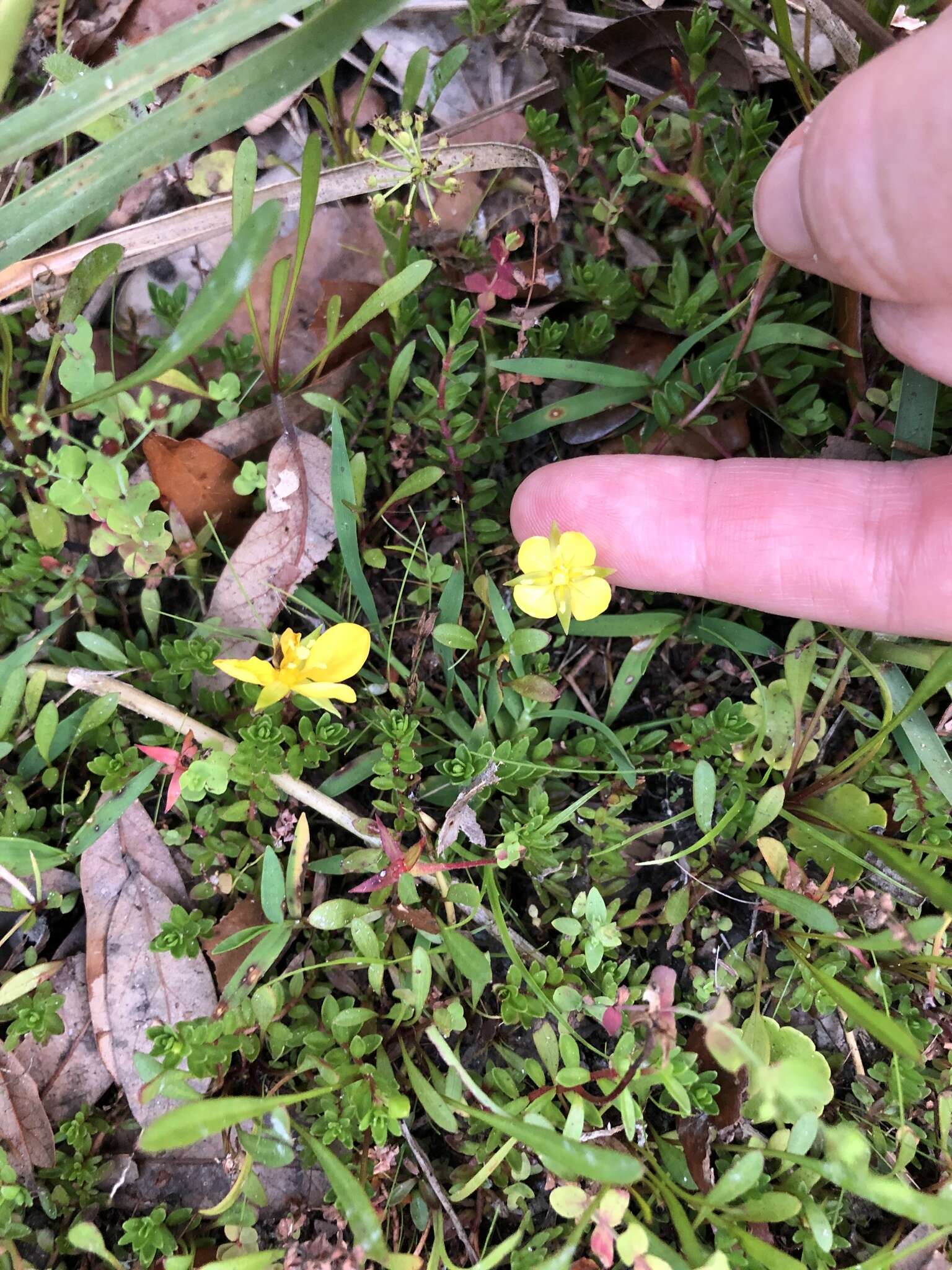 Image of Pond Primrose-Willow