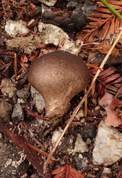 Image de Lycoperdon umbrinum Pers. 1801