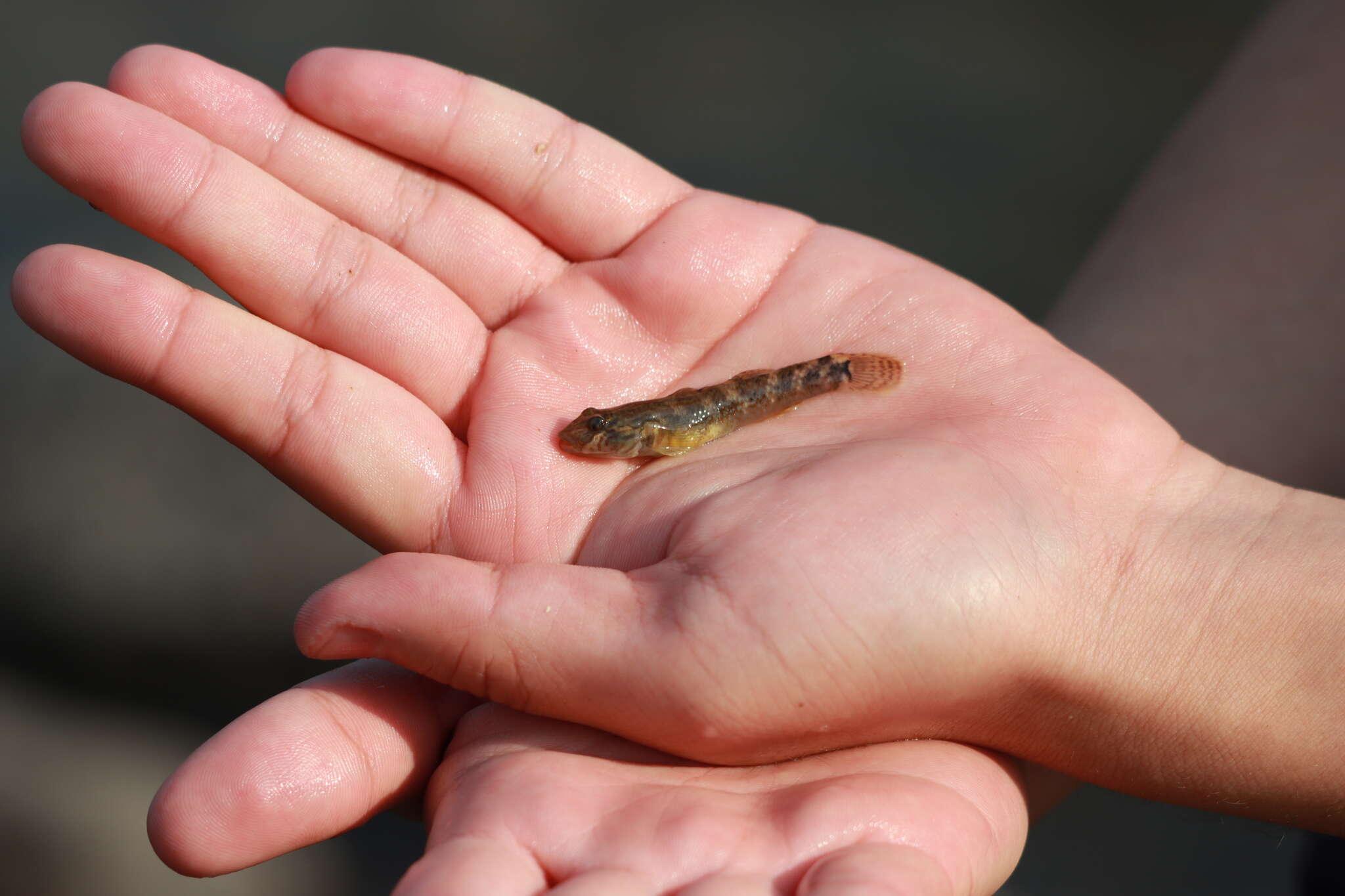 Image of Amur Goby