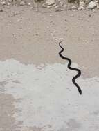 Image of Peninsula Brown Snake