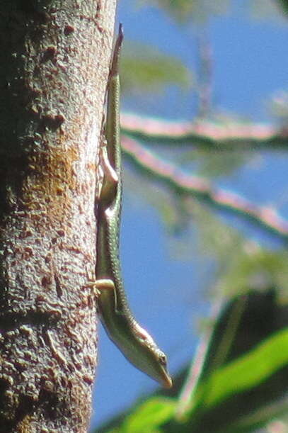 Image of Emerald Skink