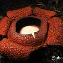 Image of Rafflesia rochussenii Teysm. & Binn.