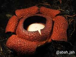 Image of Rafflesia rochussenii Teysm. & Binn.