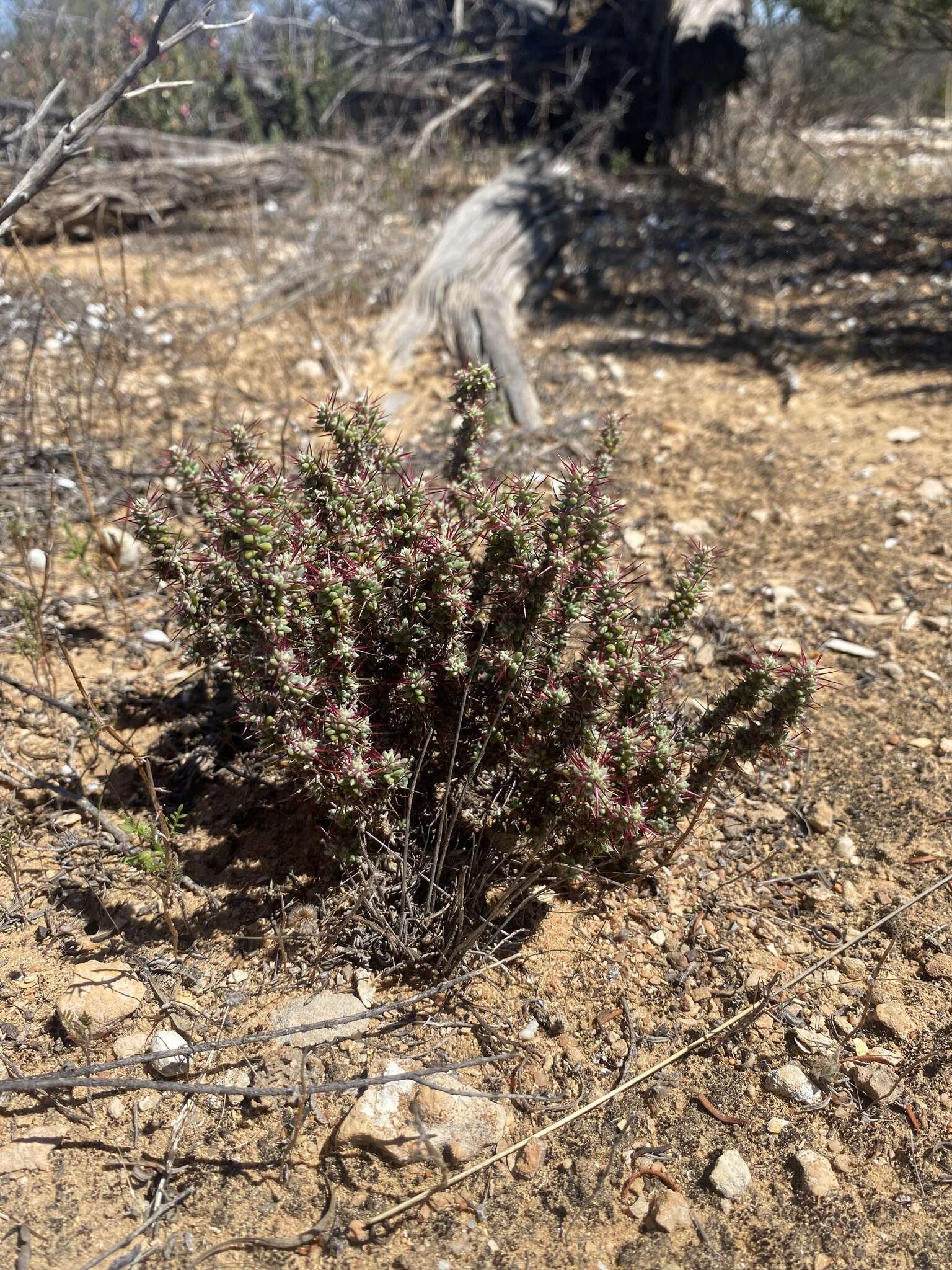 Image de Sclerolaena brevifolia (Ising) A. J. Scott