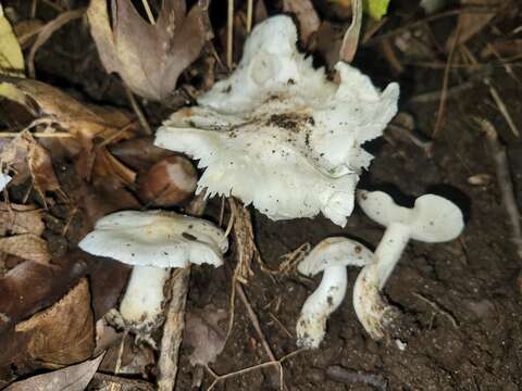 صورة Tricholoma subresplendens (Murrill) Murrill 1914