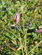 Image of Lazarus bell