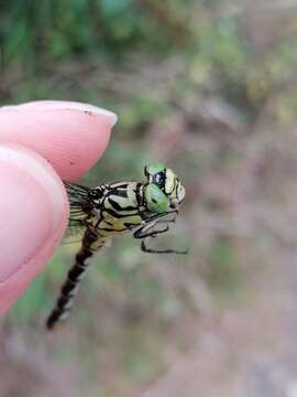 Image of <i>Onychogomphus <i>forcipatus</i></i> forcipatus