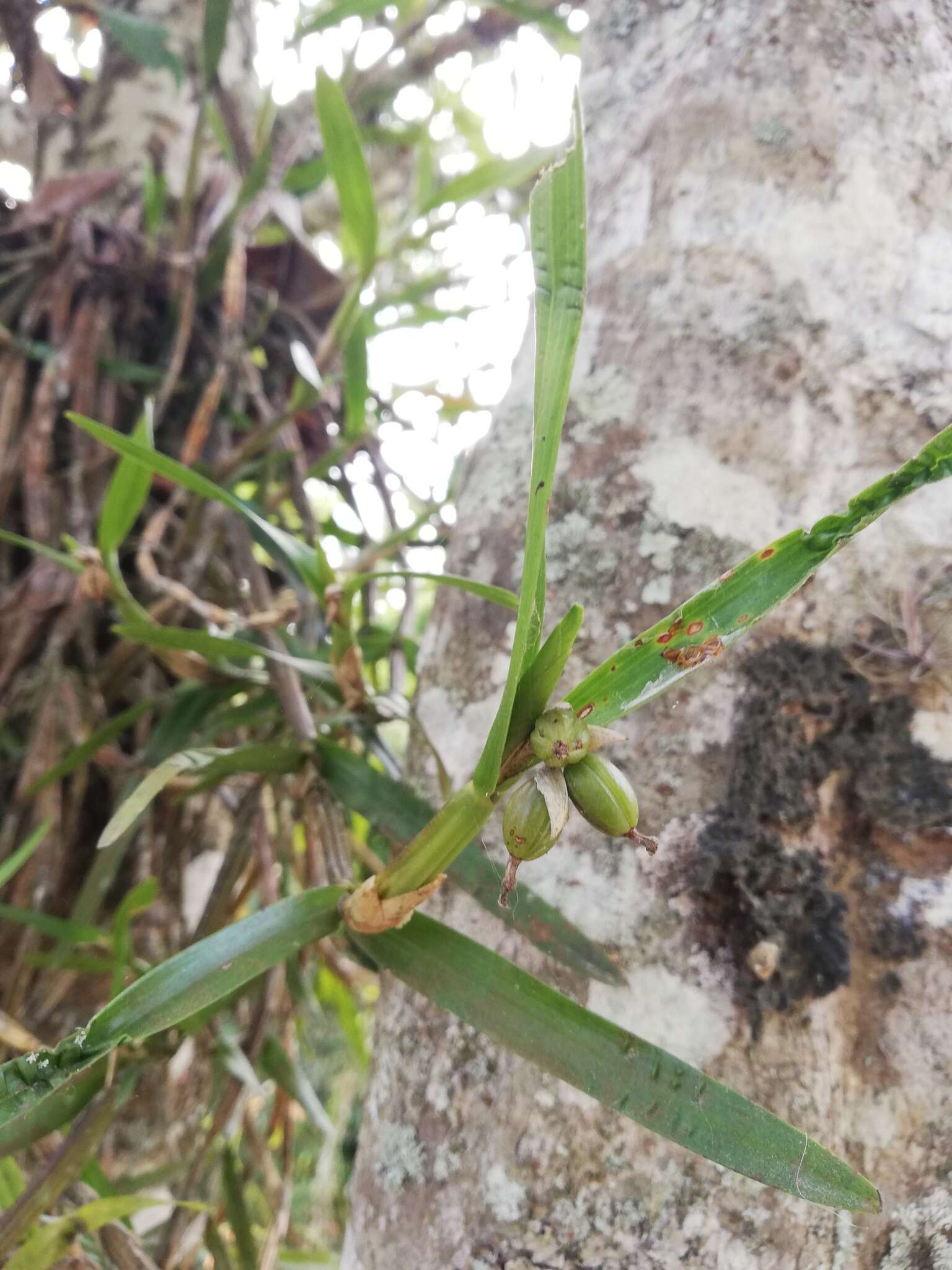 Image de Scaphyglottis imbricata (Lindl.) Dressler