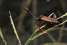 Image de Acanthocephala thomasi