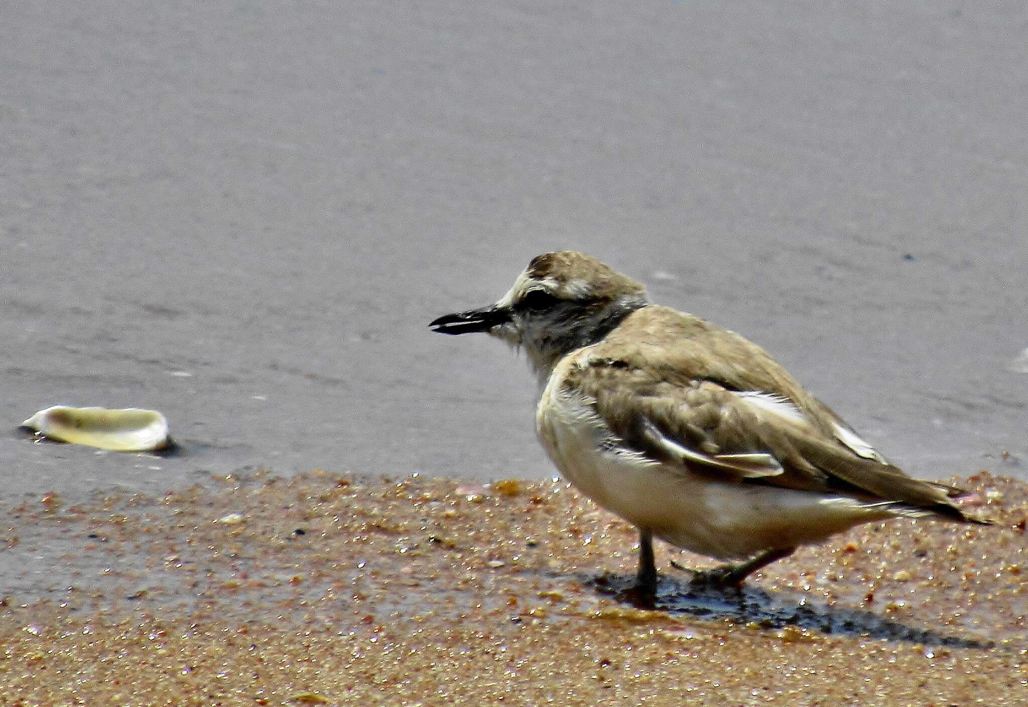 Sivun Charadrius marginatus mechowi (Cabanis 1884) kuva