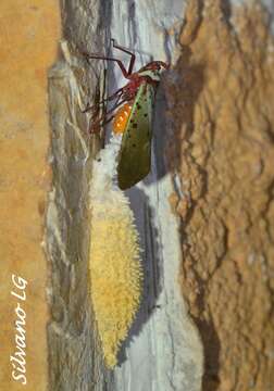 Image of Copidocephala guttata (White 1846)