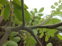 Image of Moringa concanensis Nimmo