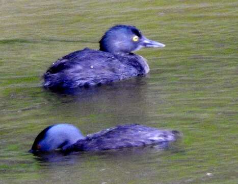 Image of Least Grebe