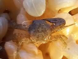 Image of common porcelain crab