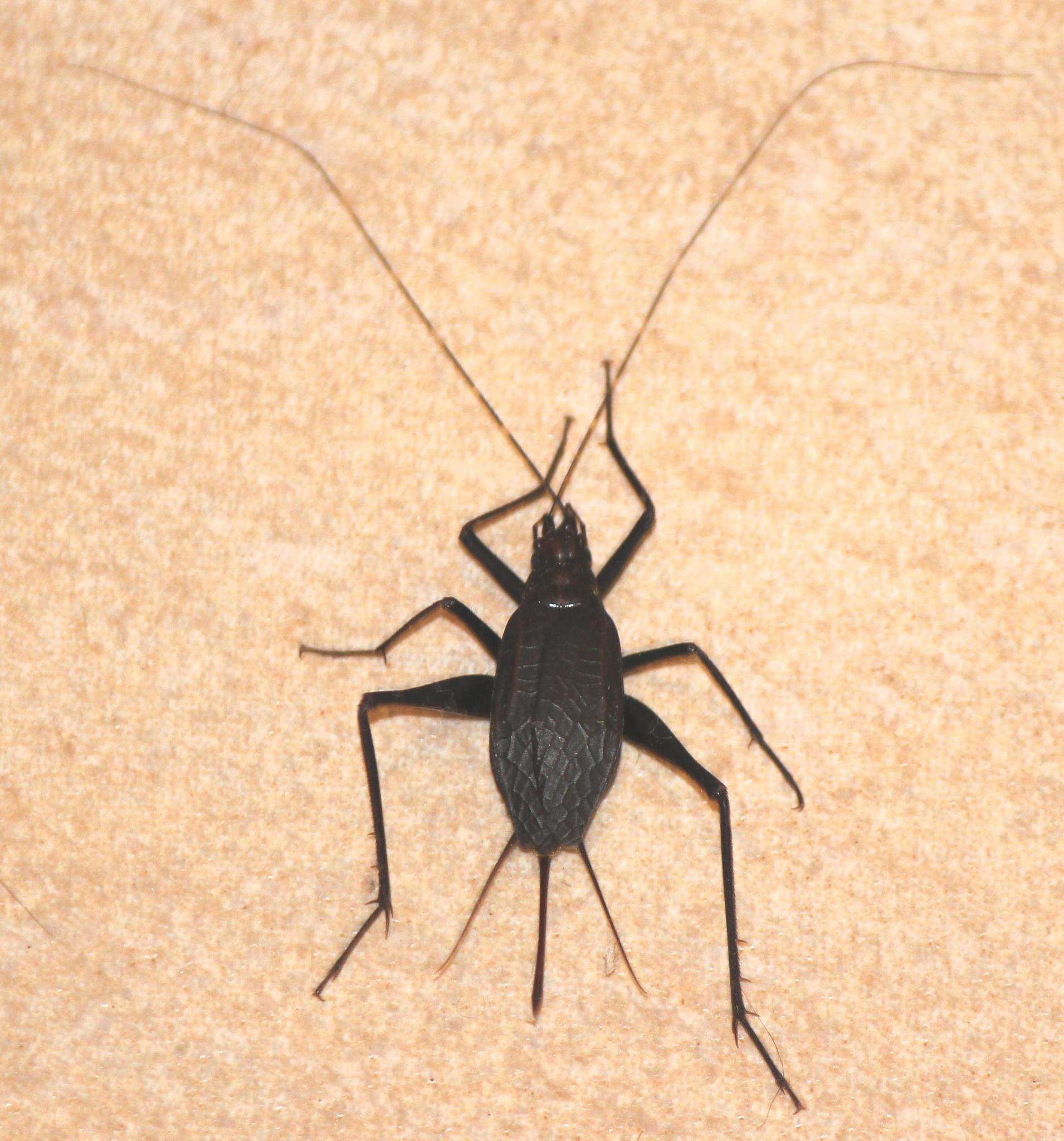 Image of Homoeogryllus orientalis Desutter-Grandcolas 1985