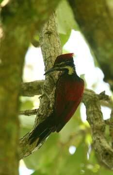 Image of Lesser Crimson-backed Flameback