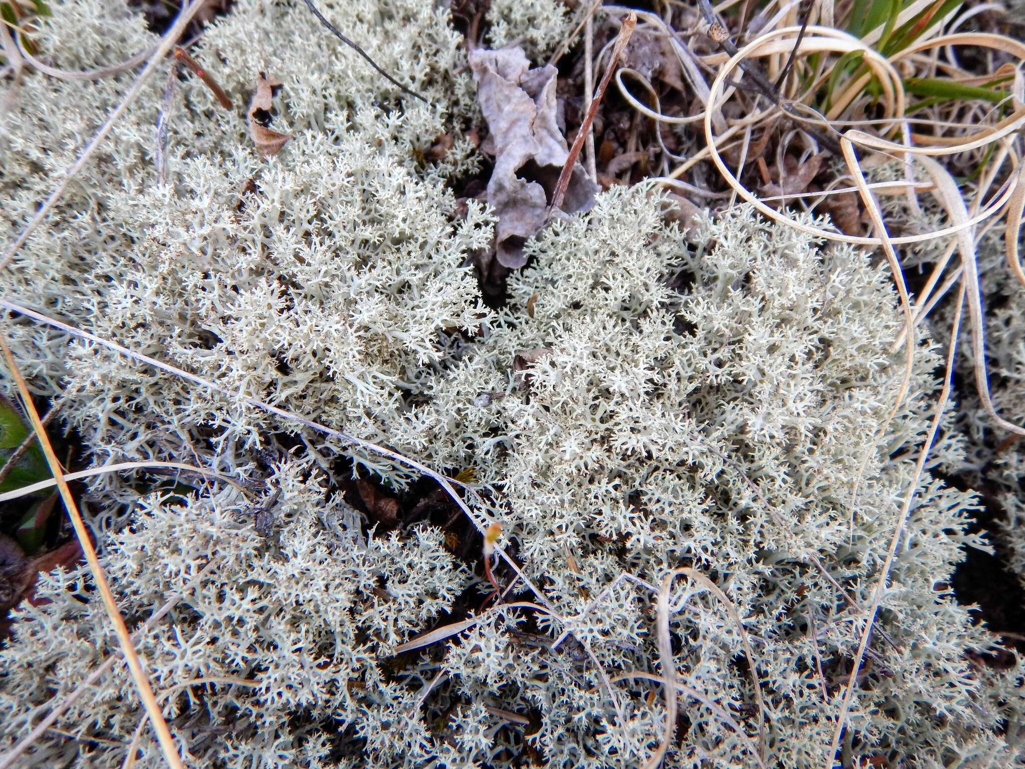 Image de Cladonia arbuscula subsp. mitis (Sandst.) Ruoss