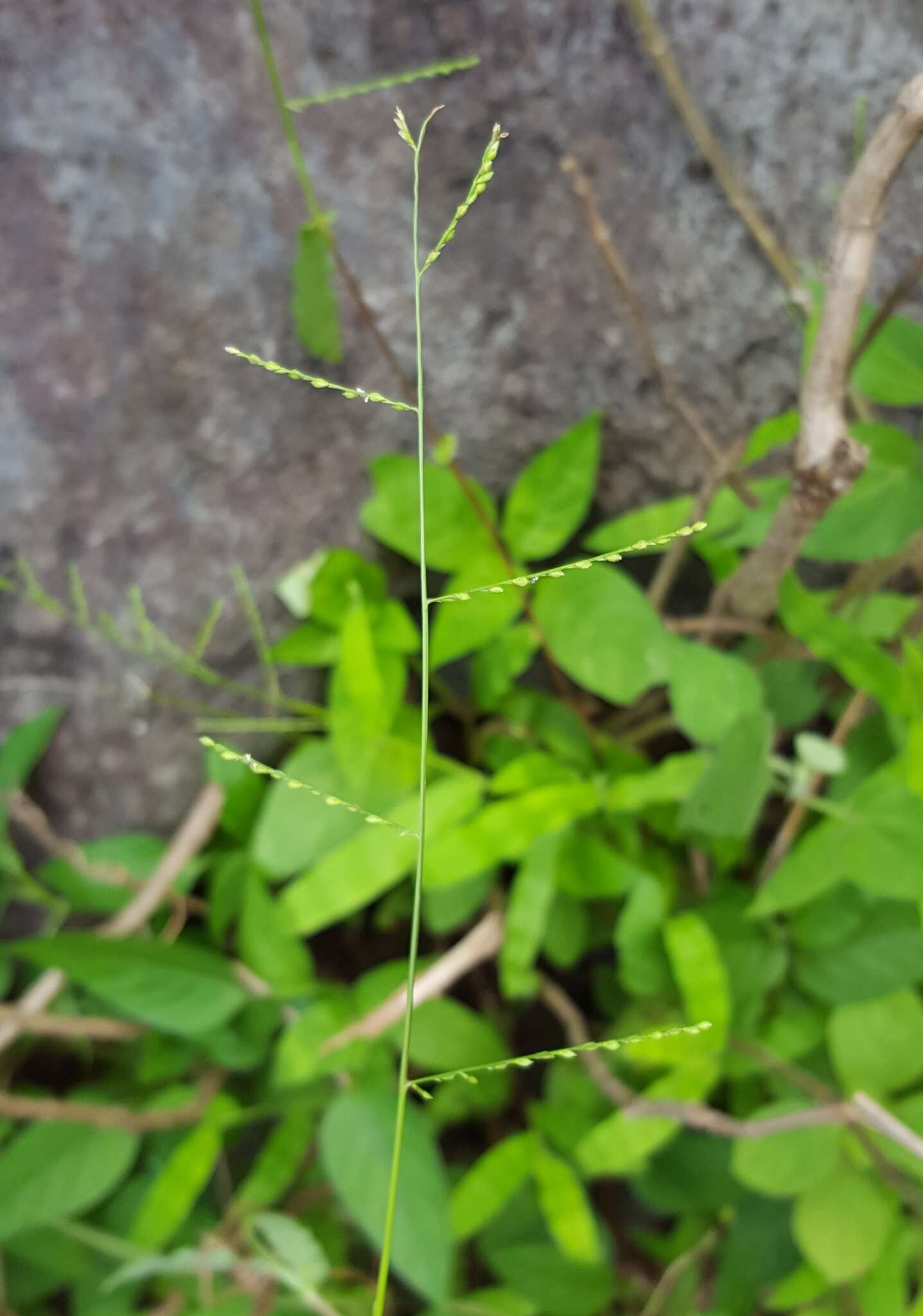 Plancia ëd Acroceras elegans A. Camus