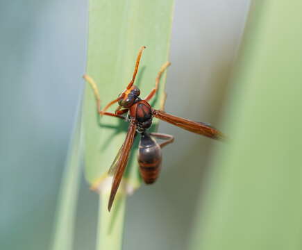 Image of Polistes erythrinus Holmgren 1868