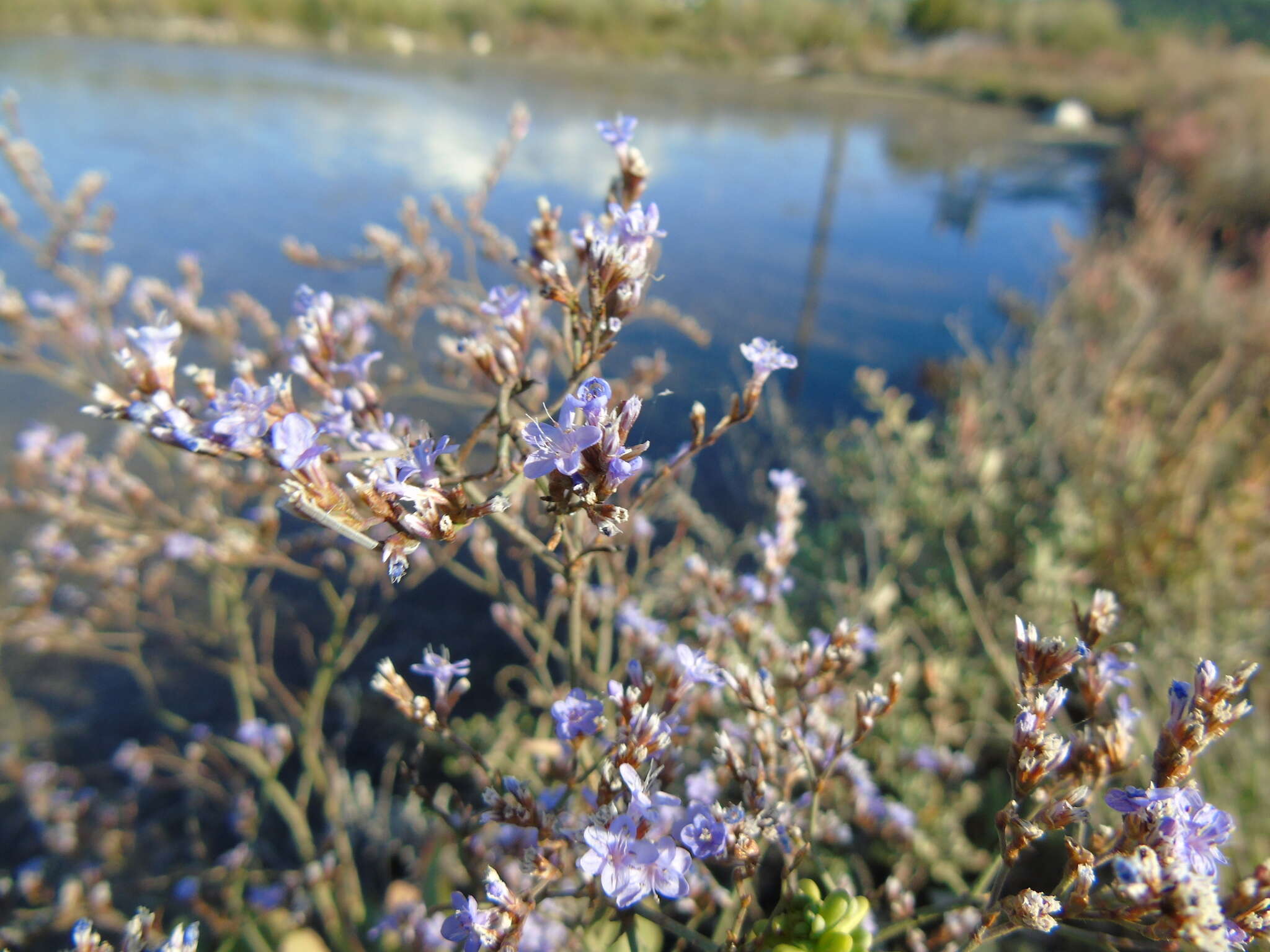 Imagem de Limonium brevipetiolatum R. Artelari & M. Erben