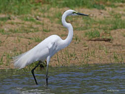 Image of Ardea alba melanorhynchos Wagler 1827