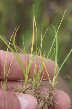 Plancia ëd Trianoptiles solitaria (C. B. Clarke) Levyns