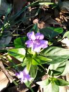 Plancia ëd Ruellia erythropus (Nees) Lindau