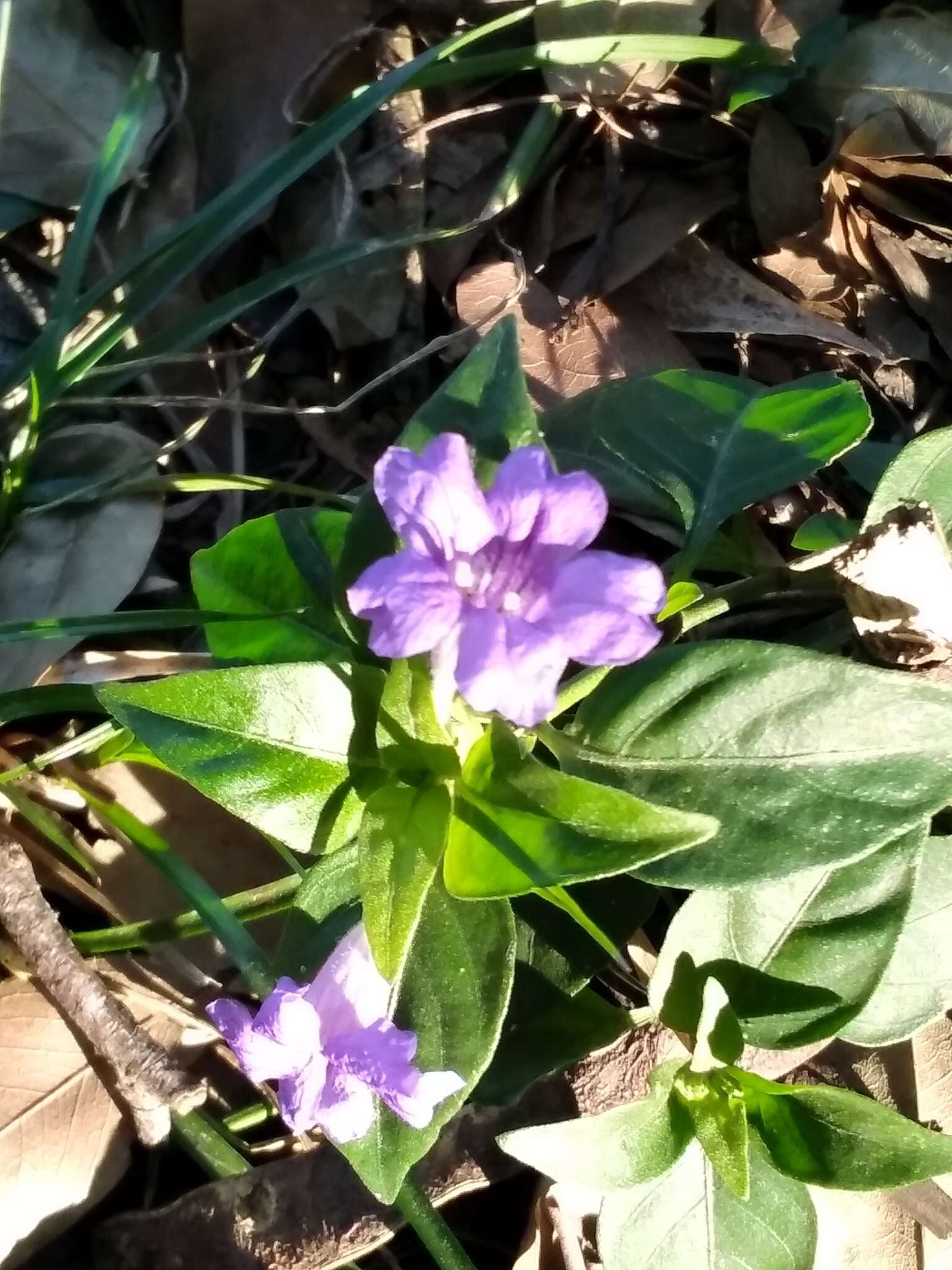 Plancia ëd Ruellia erythropus (Nees) Lindau