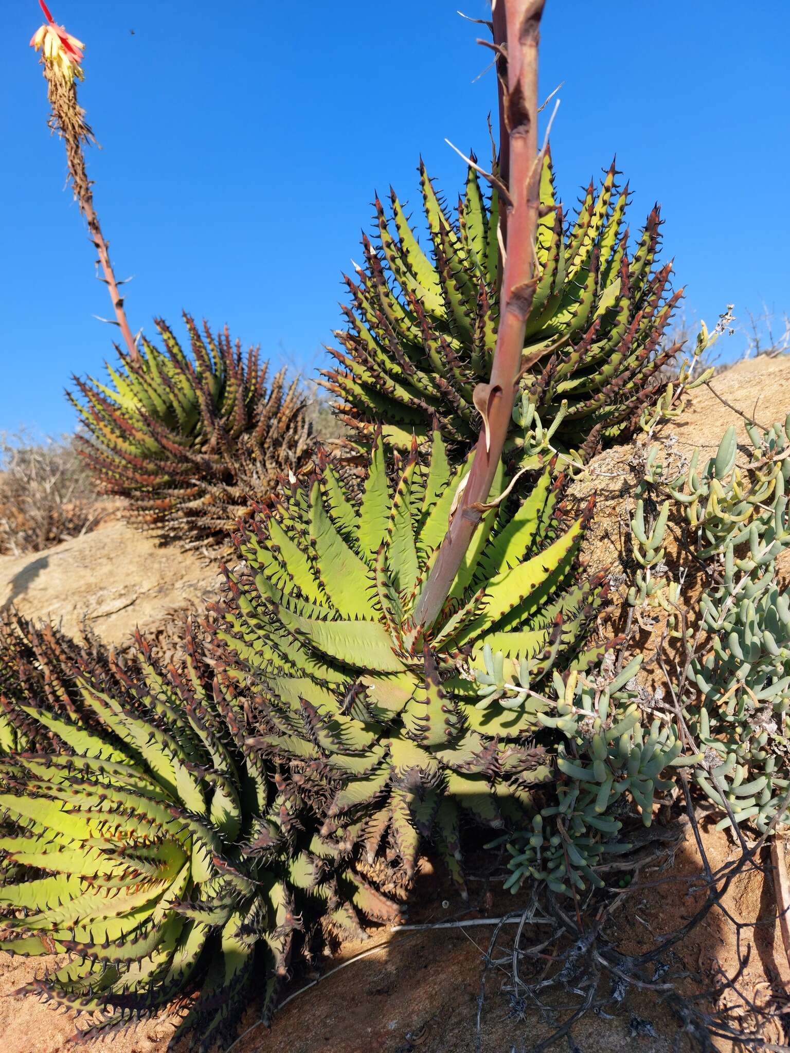 صورة Aloe melanacantha A. Berger