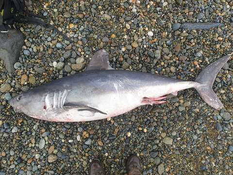 Image of mackerel sharks