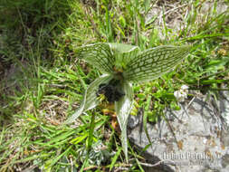 Image of Bipinnula penicillata (Rchb. fil.) Cisternas & Salazar