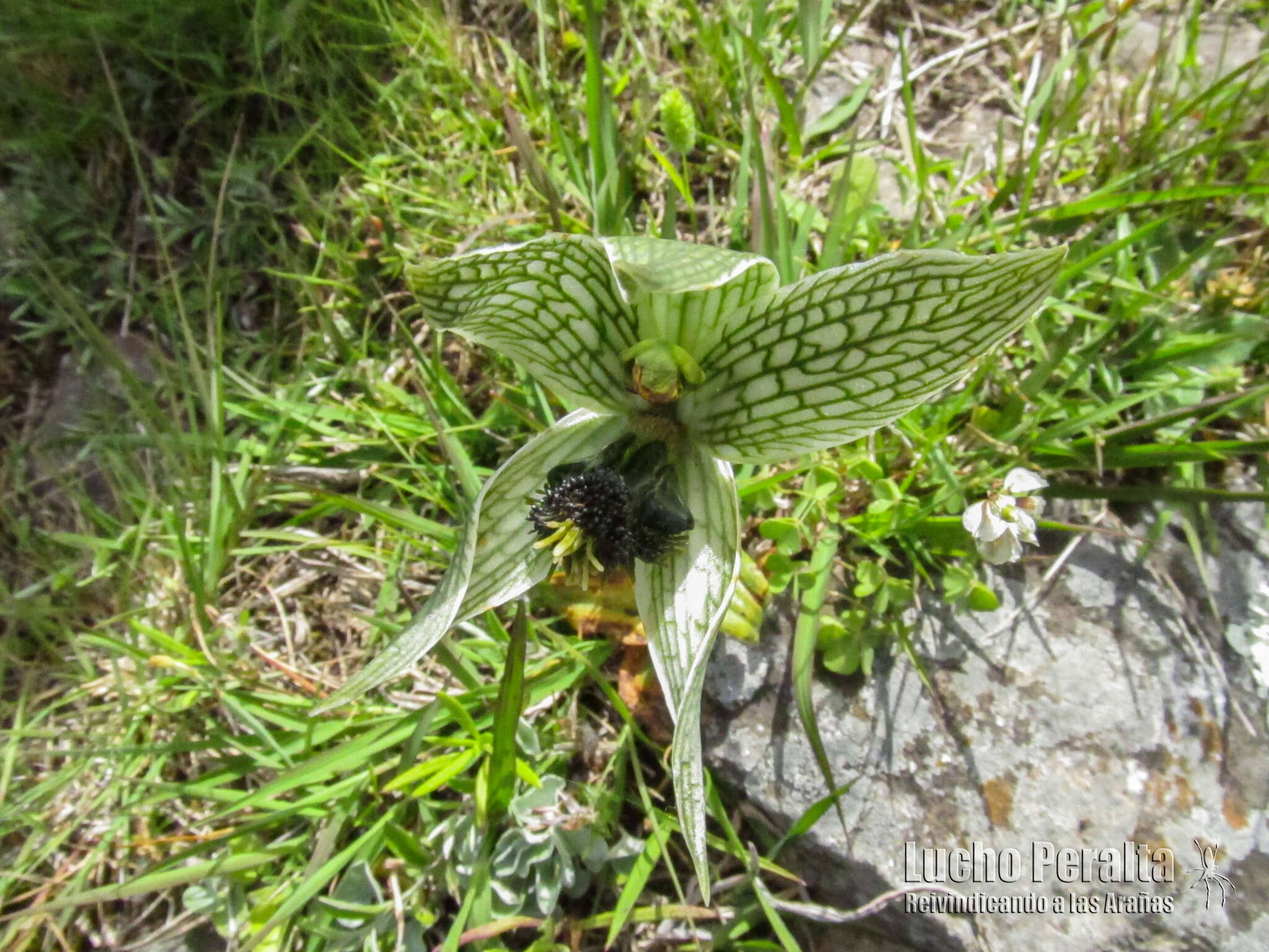 Image of Bipinnula penicillata (Rchb. fil.) Cisternas & Salazar