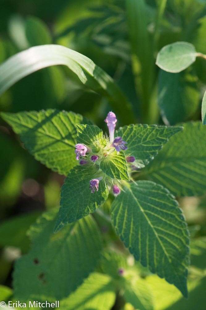 Image of lesser hemp-nettle