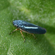 Graphocephala lugubris (Signoret 1854)的圖片