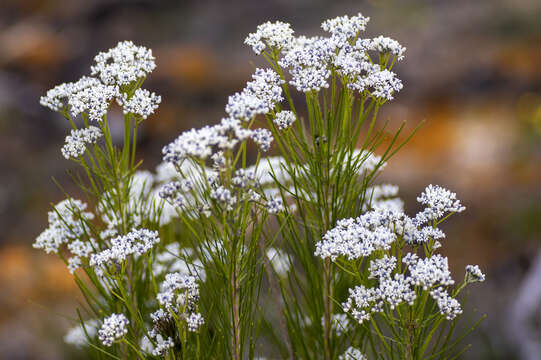 Image of Conospermum mitchellii Meissn.