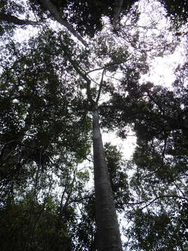 Image of Queensland Kauri Pine