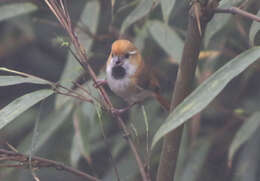 Image of Golden Parrotbill