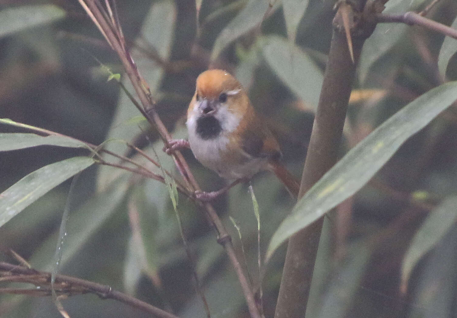 Image of Golden Parrotbill