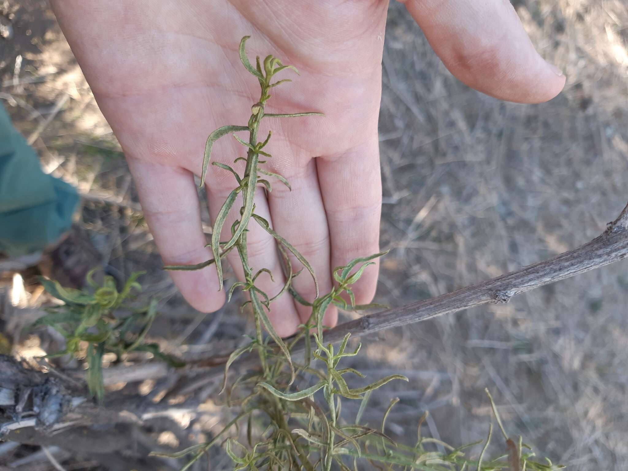 Imagem de Baccharis paniculata DC.