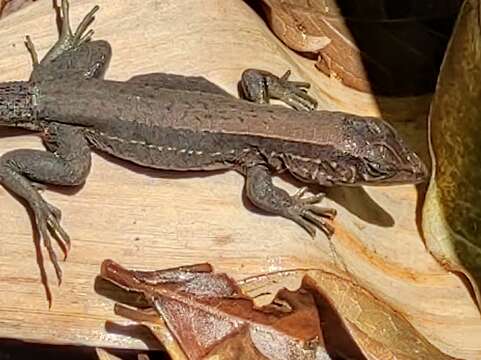 Image of Rainbow Ameiva