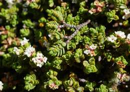 Image of Pimelea prostrata var. alpina Cheesem.