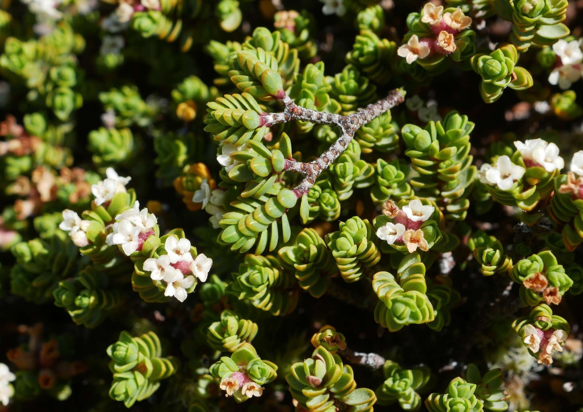 Image of Pimelea prostrata var. alpina Cheesem.