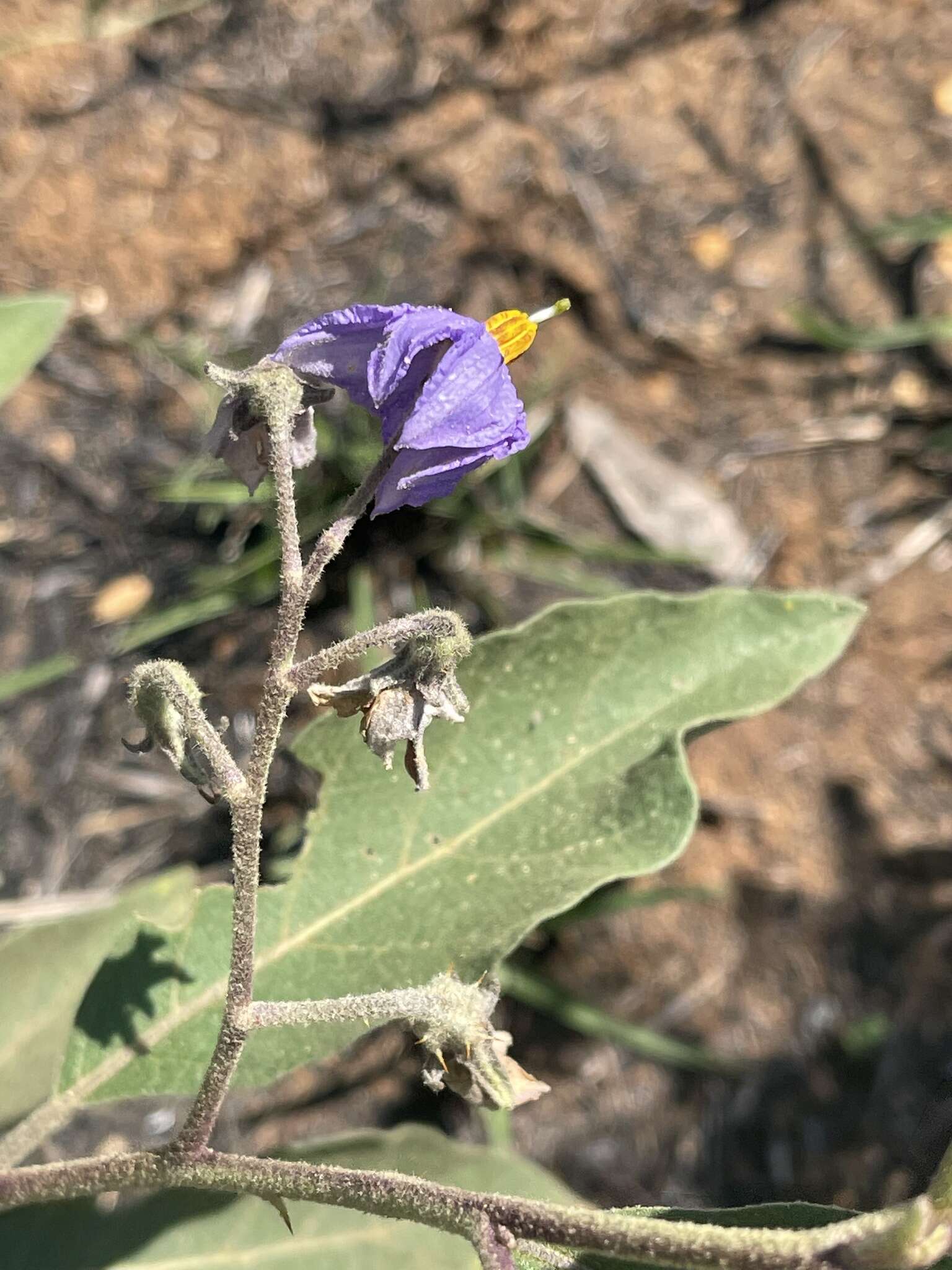 Image de Solanum campylacanthum Hochst. ex A. Rich.