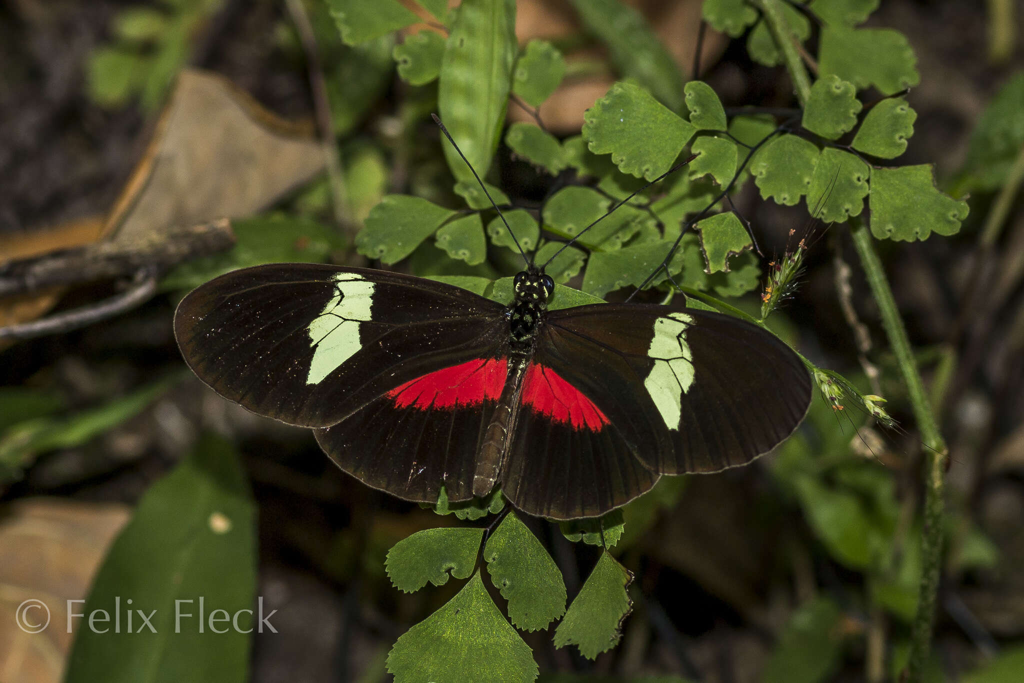 Image of Heliconius himera Hewitson 1867