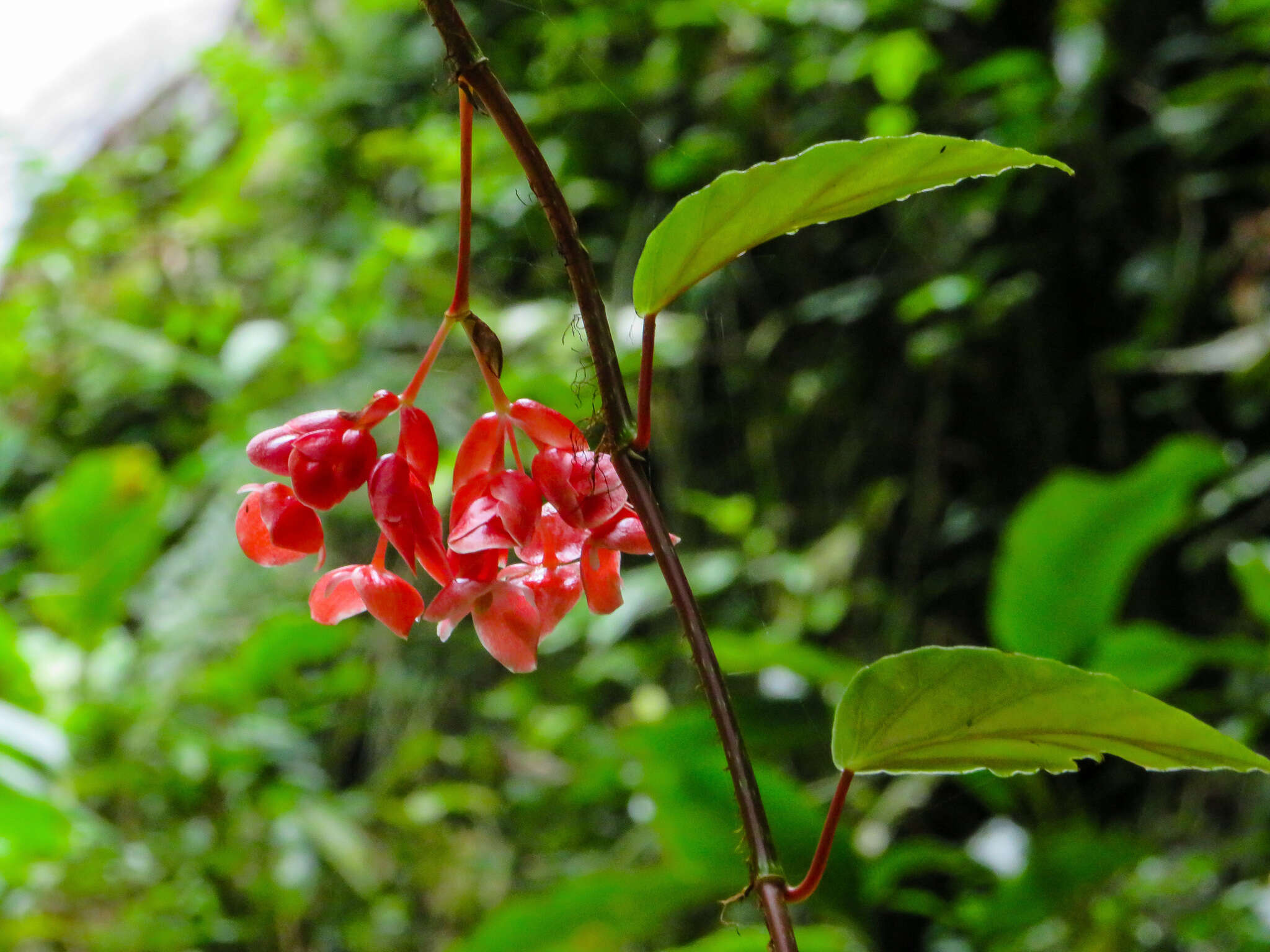 Image of Begonia radicans Vell.