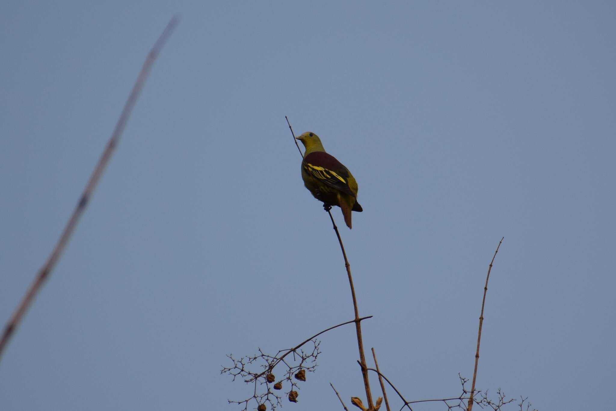 Image of Grey-fronted Green Pigeon