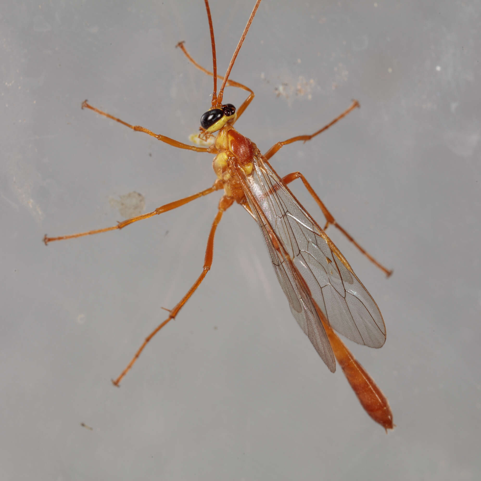 Image of Enicospilus flavostigma Hooker 1912